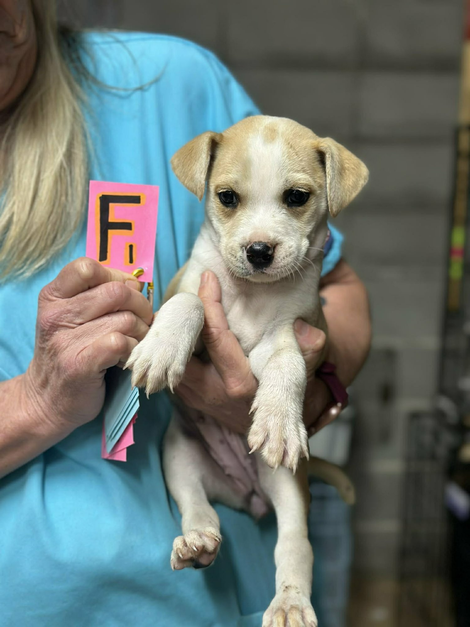 ANNIE (NY-LIA) - Beagle available for adoption
