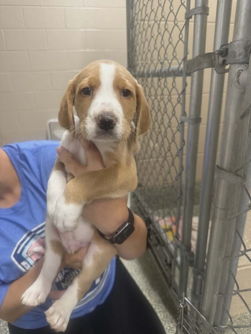 TUNDRA (NY-LIA) *SMYRNA-NY* - Labrador Retriever / Poodle (Standard) available for adoption