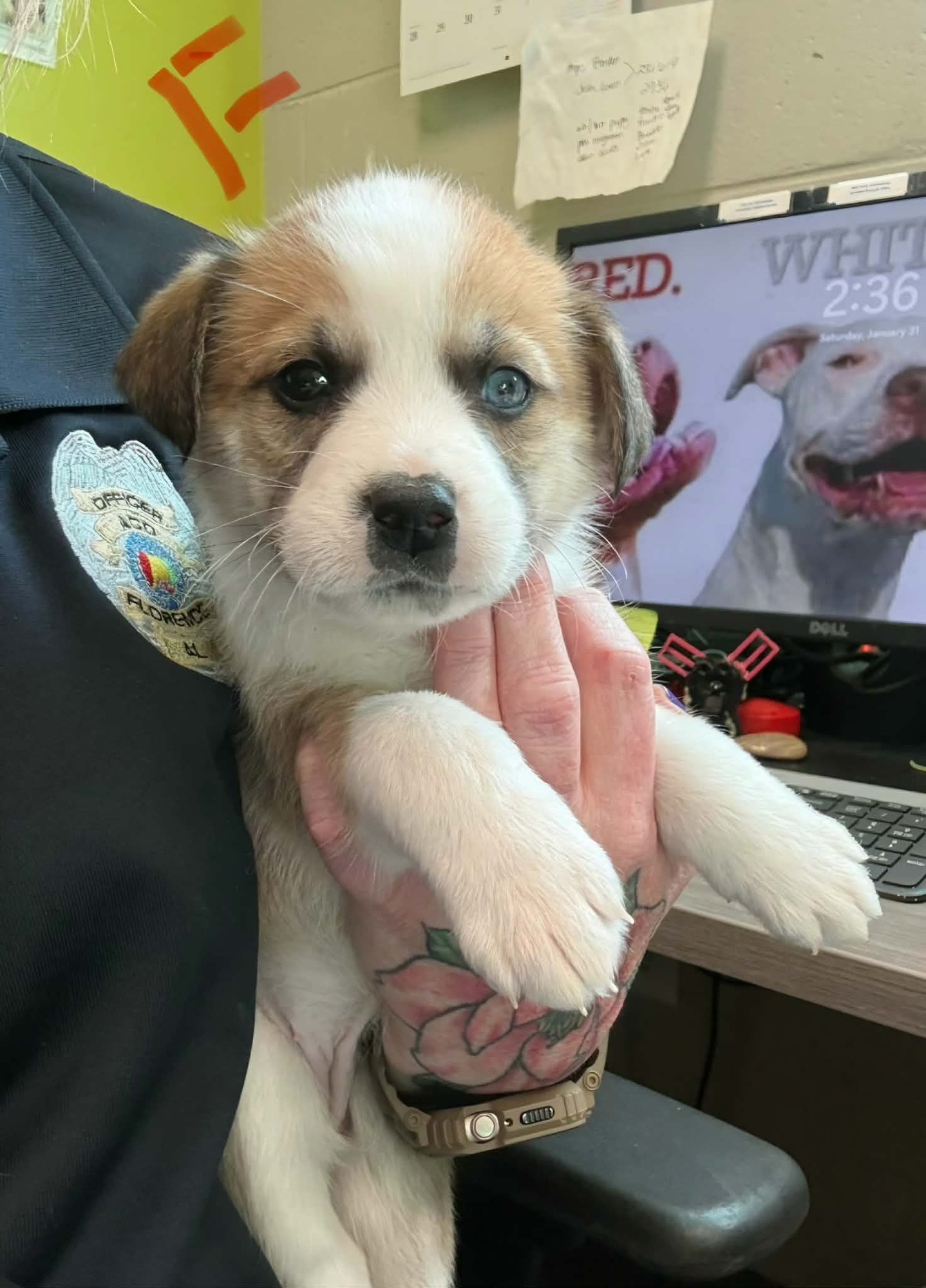 PRINCESS (NY-SARAH) - Labrador Retriever / Australian Shepherd available for adoption