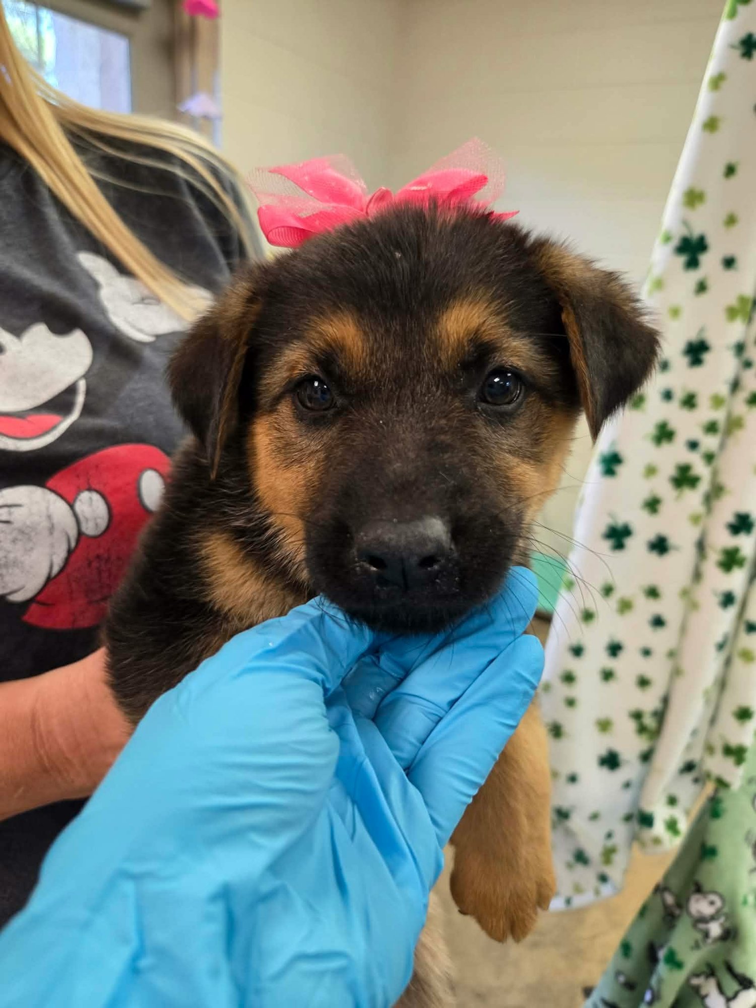 OLIVE (NY-SARAH) - German Shepherd Dog / Golden Retriever available for adoption