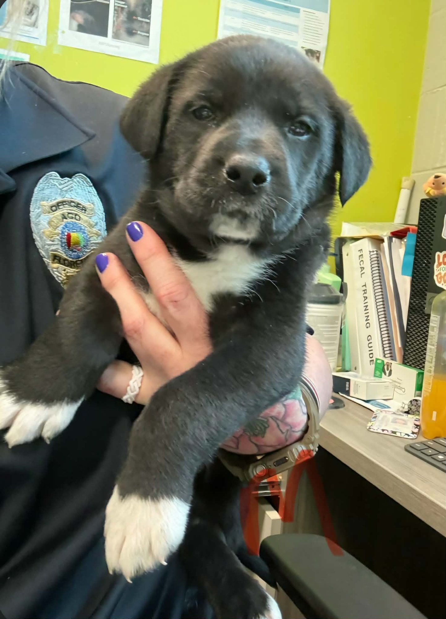 PAX (NY-SARAH) - Labrador Retriever / Australian Shepherd available for adoption