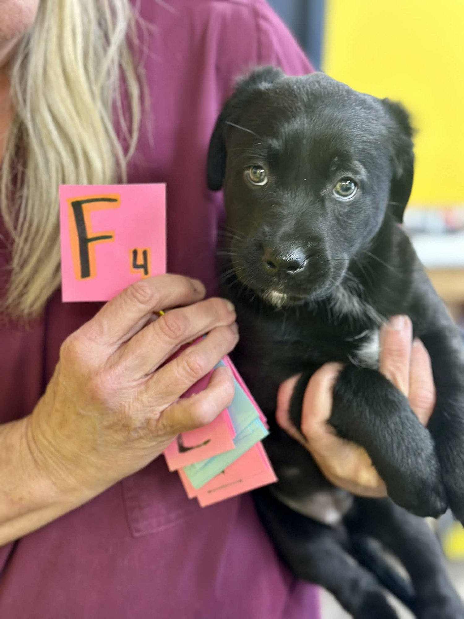 NINA (NY-SHARI) - Labrador Retriever / Golden Retriever available for adoption
