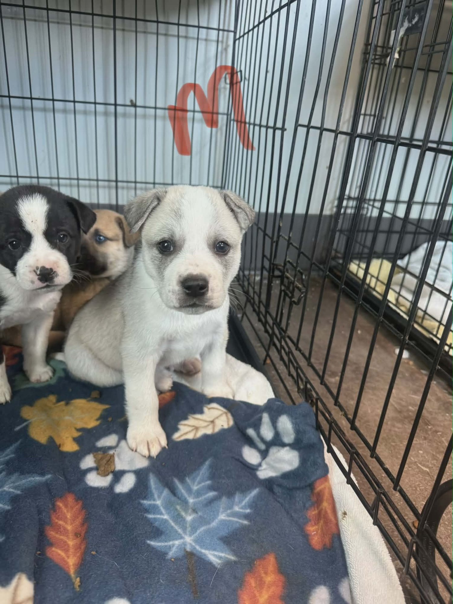 KING (NY-SARAH) - Australian Shepherd / Labrador Retriever available for adoption