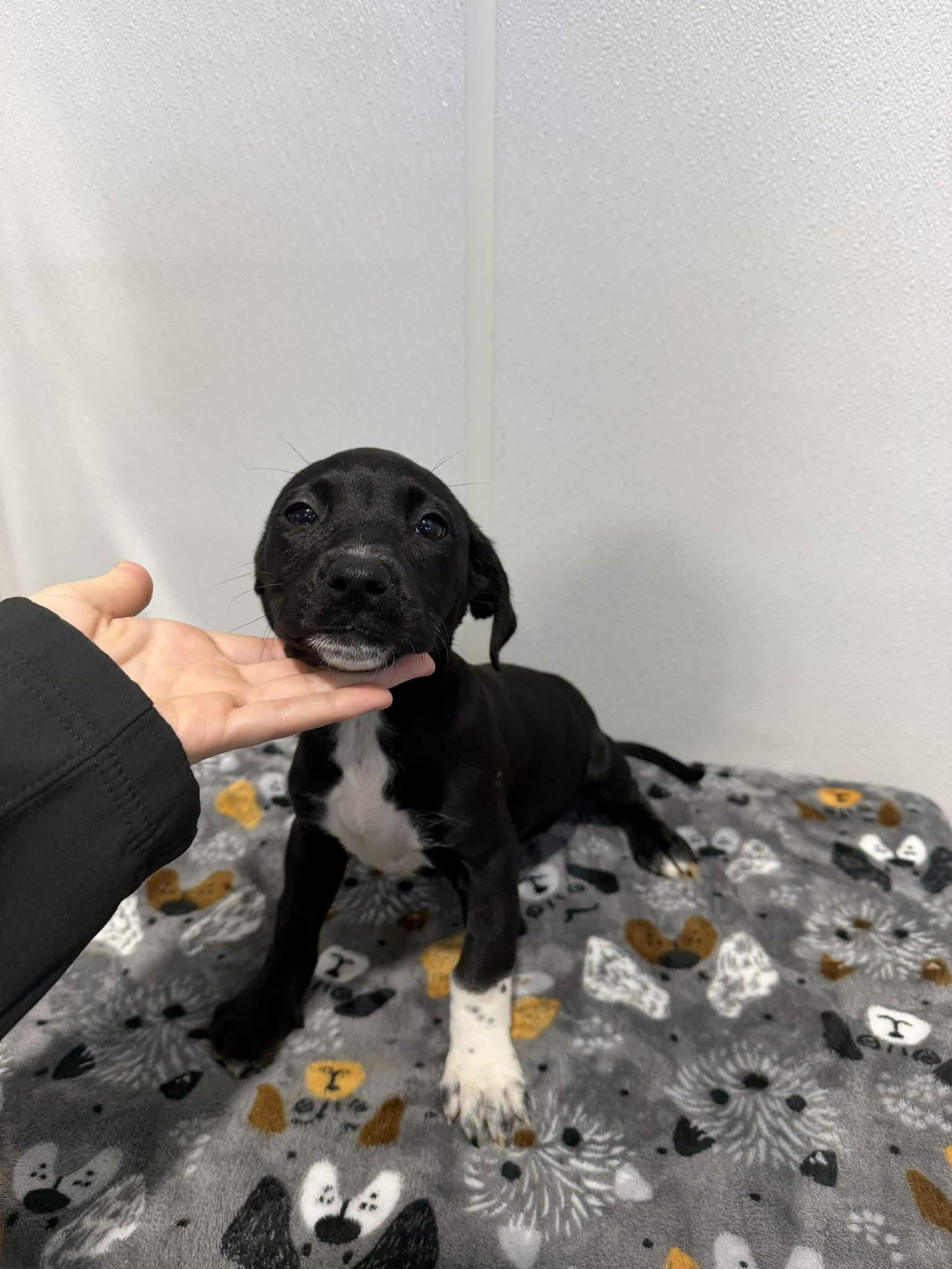 LOLA (NY-SARAH) - Dachshund available for adoption