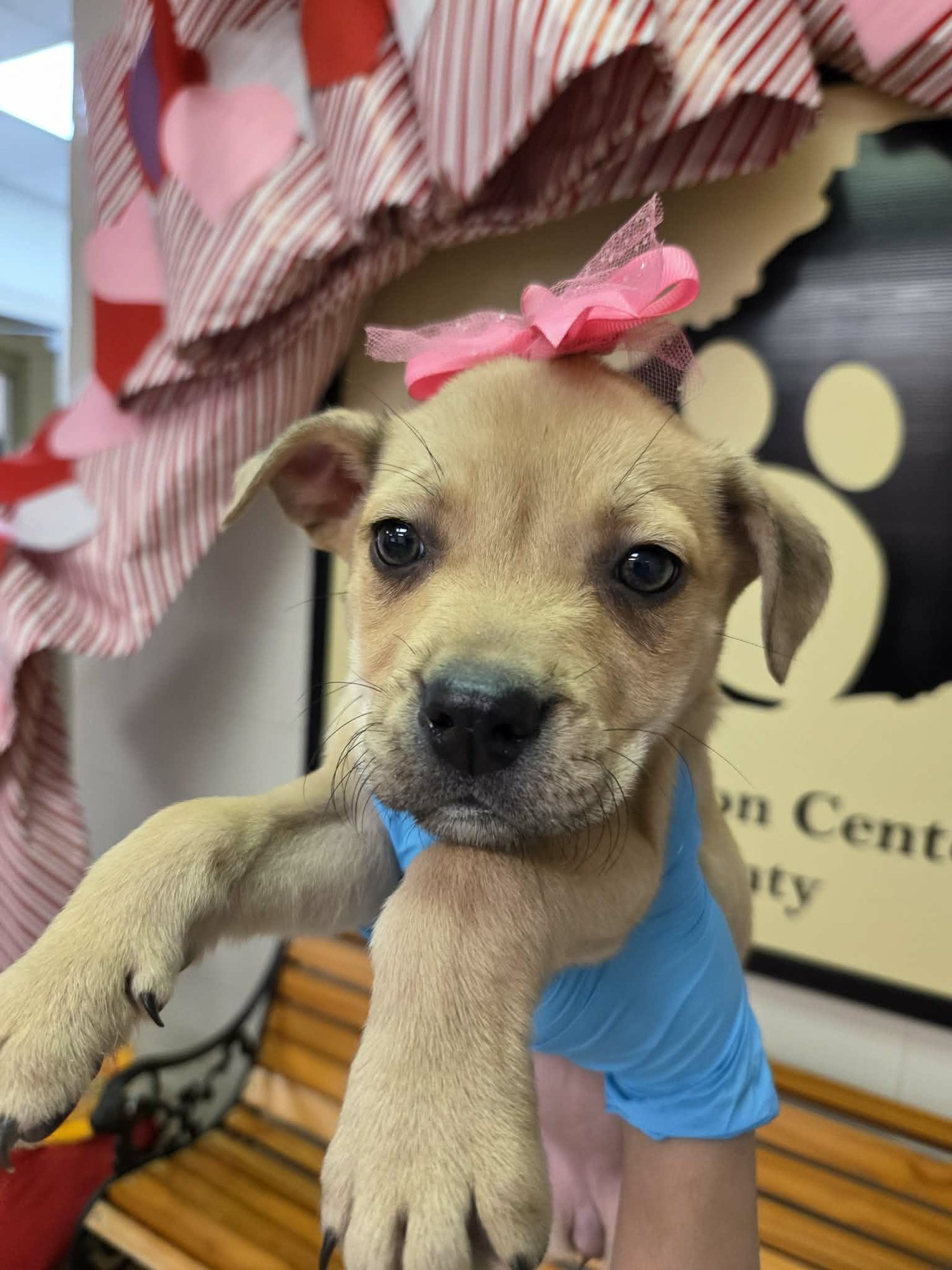 FAIRY (NY-SHARI) - Labrador Retriever available for adoption