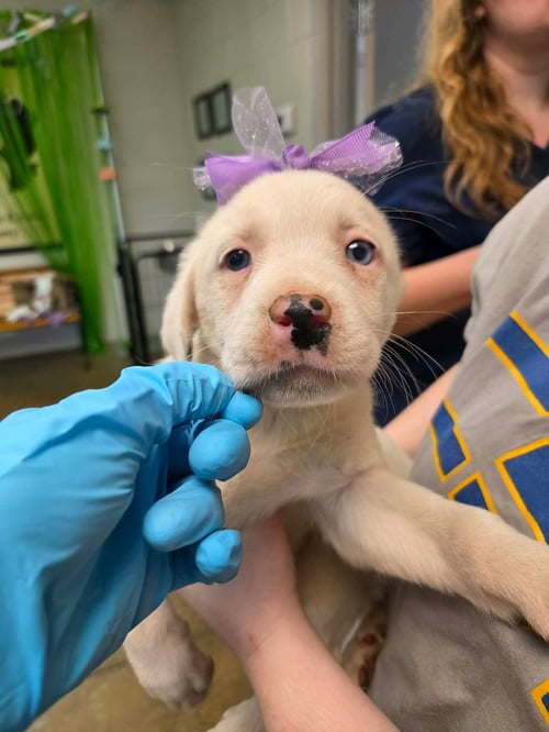 NOVA (NY-LIA) - Labrador Retriever / Australian Shepherd available for adoption