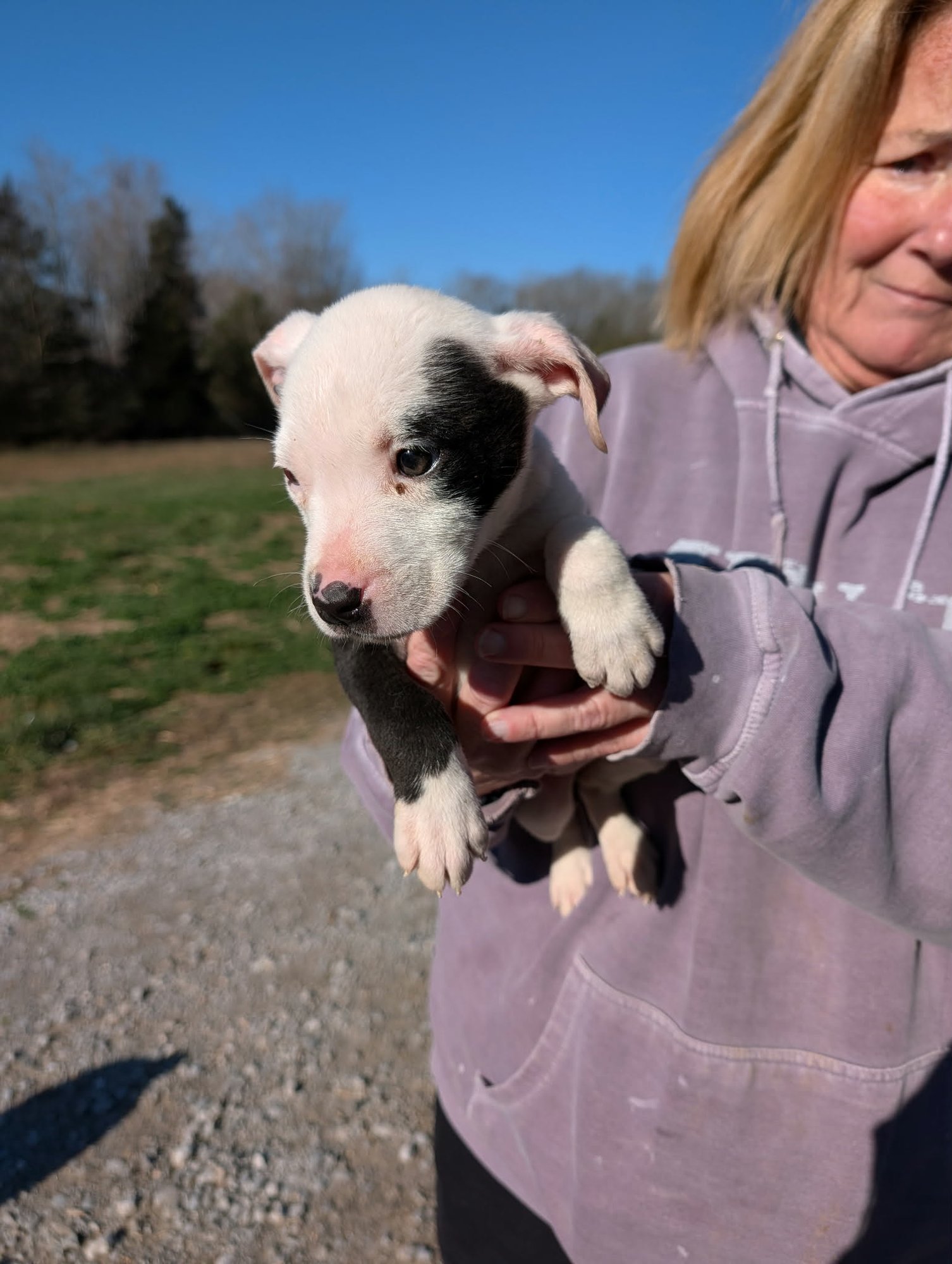 IVY (NY-SHARI) - Pit Bull Terrier available for adoption