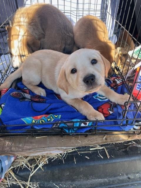KANE (NY-SARAH) - Labrador Retriever available for adoption