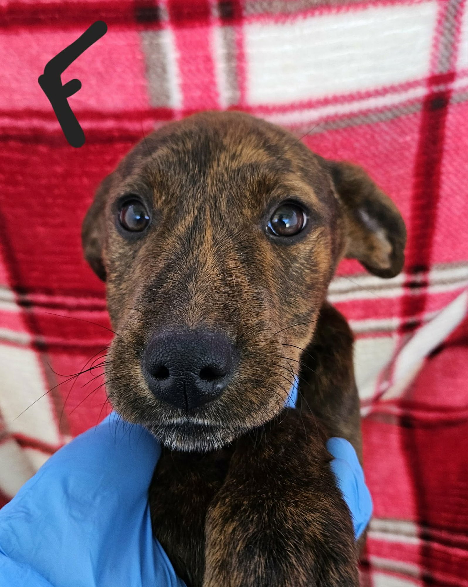 LILY (NY-EMILY) - Labrador Retriever available for adoption