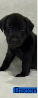 BACON (NY-SARAH) - Labrador Retriever available for adoption