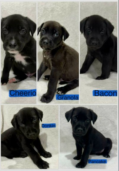 BACON (NY-SARAH) - Labrador Retriever available for adoption