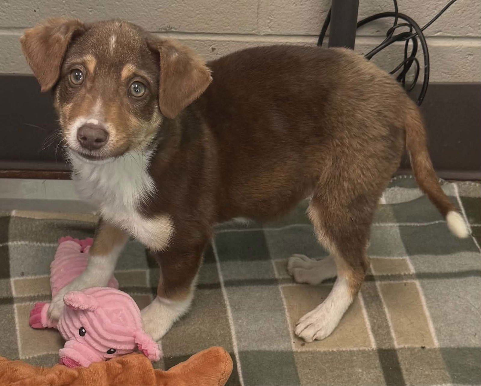 BEAU (NY-SARAH) - Australian Shepherd available for adoption