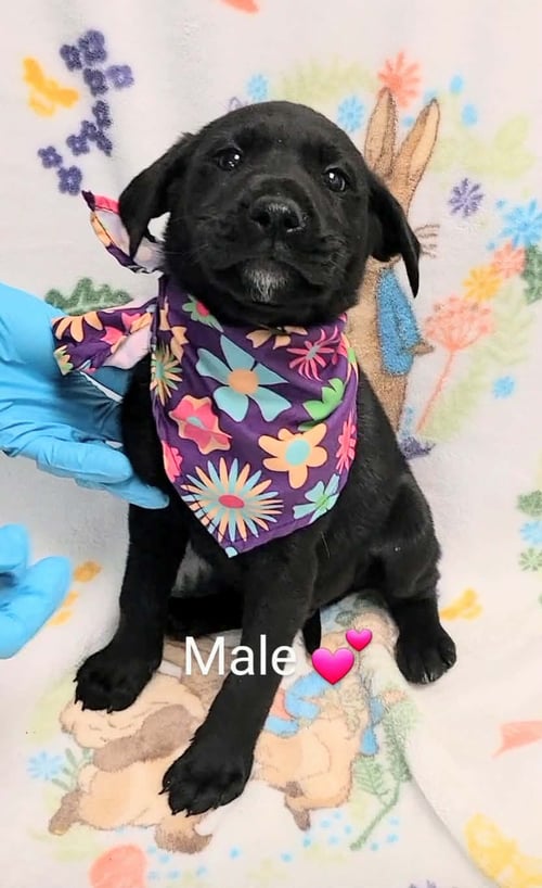 REX (NY-LIA) *YORKVILLE-NY* - Labrador Retriever available for adoption