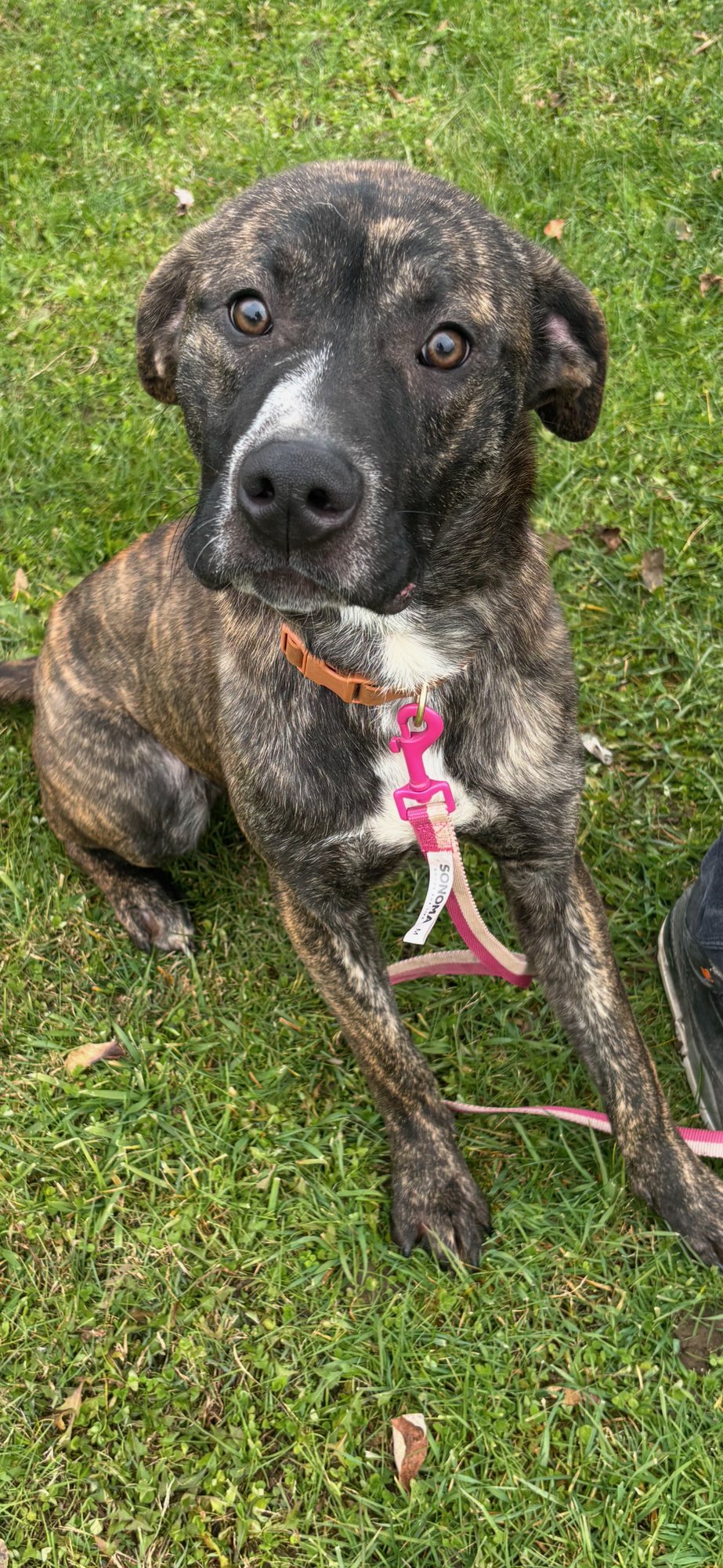 MOOSE *$150 ADOPTION FEE!* (ORISKANY FALLS-NY) - Mastiff available for adoption