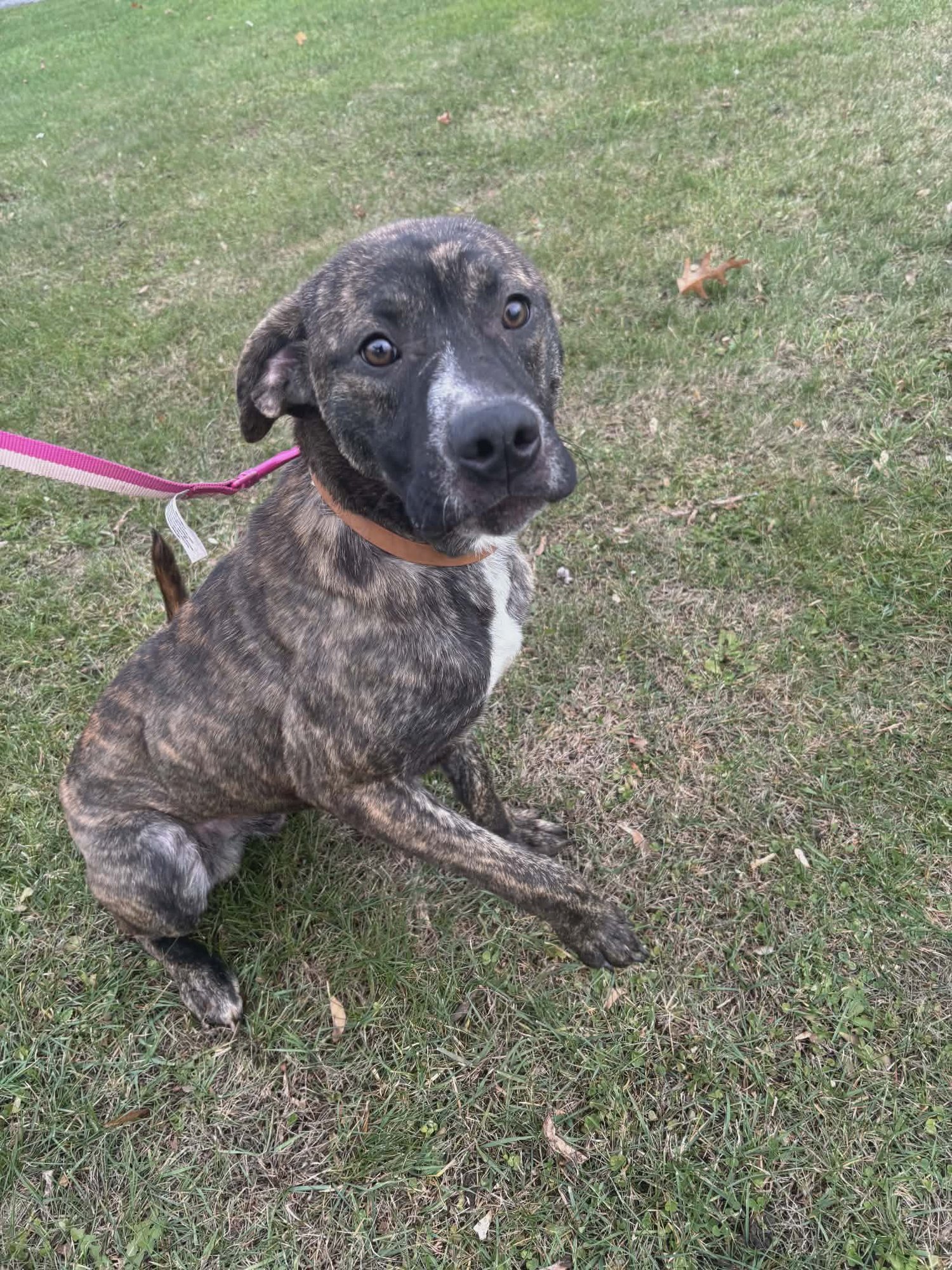 MOOSE *$150 ADOPTION FEE!* (ORISKANY FALLS-NY) - Mastiff available for adoption