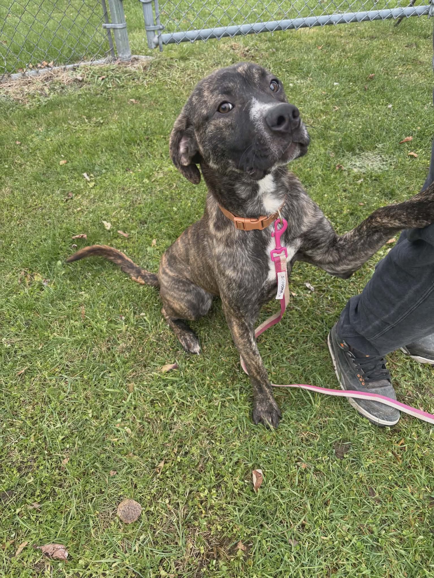 Moose *$150 Adoption Fee!* (Oriskany Falls-NY) - Photo 3