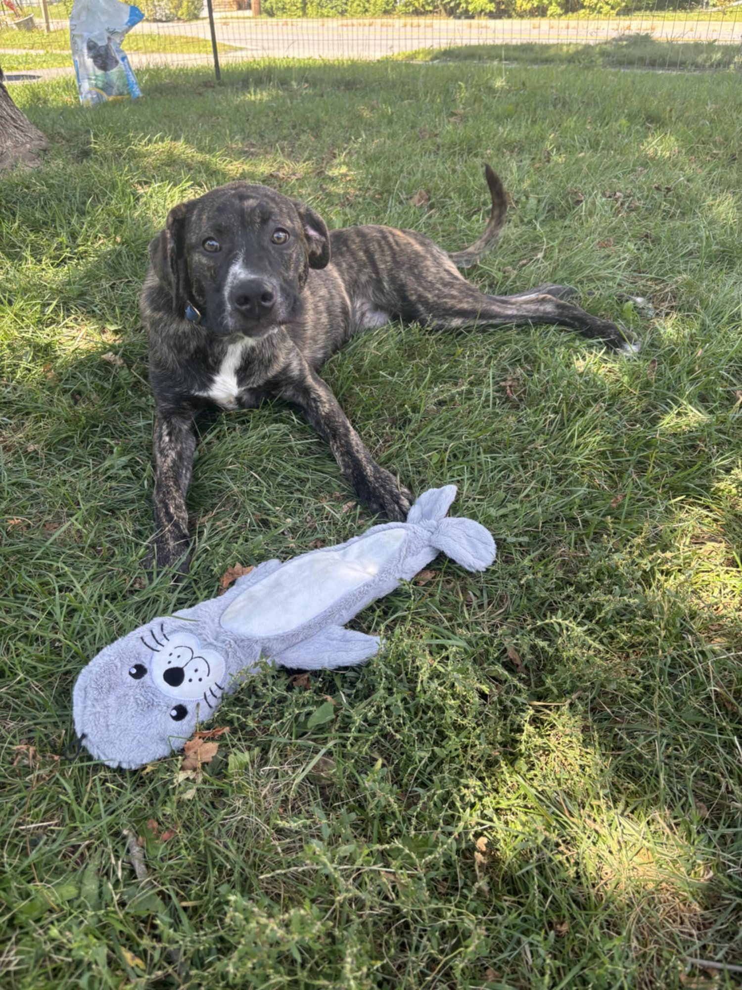 Moose *$150 Adoption Fee!* (Oriskany Falls-NY) - Photo 4