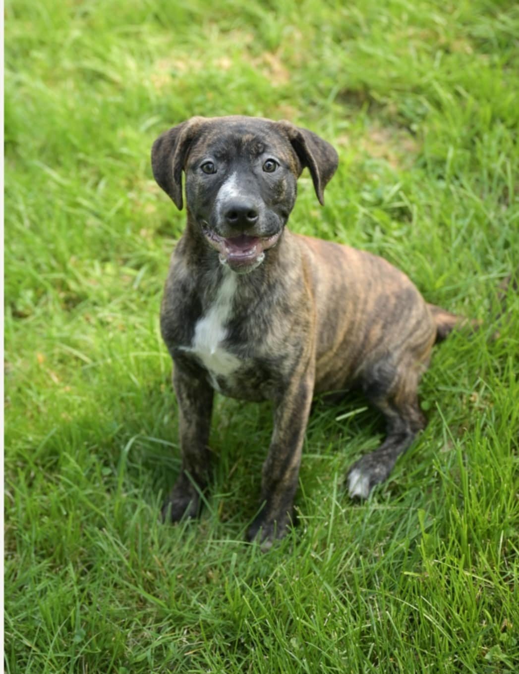 Moose *$150 Adoption Fee!* (Oriskany Falls-NY) - Photo 5