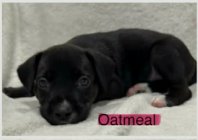 OATMEAL (NY-SARAH) - Labrador Retriever available for adoption