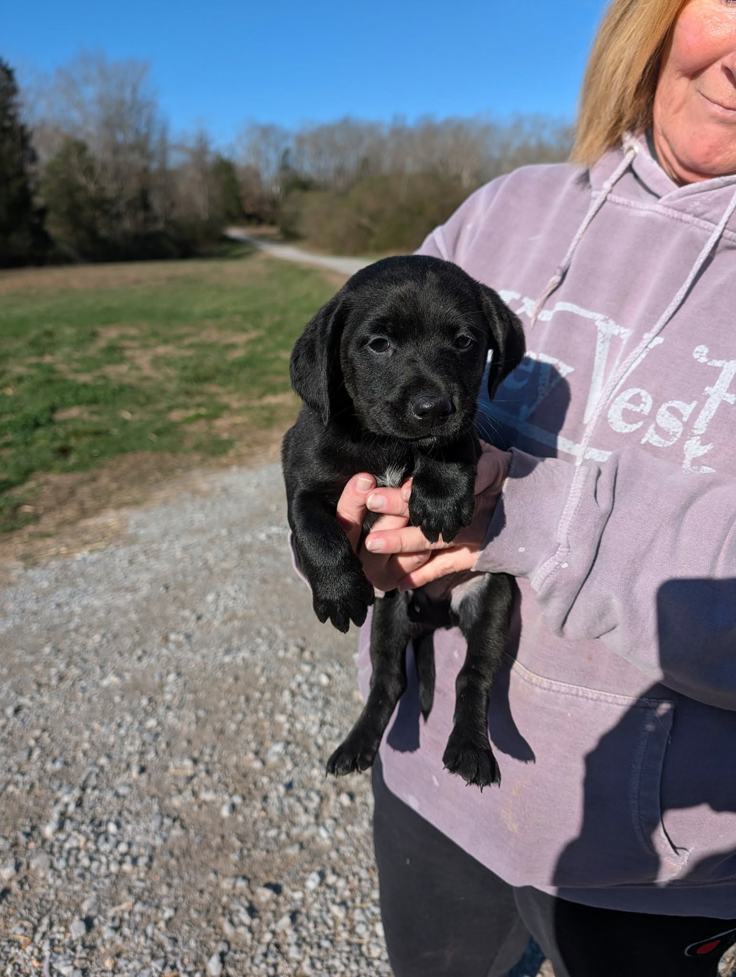 FYNN (NY-SHARI) - Labrador Retriever / Golden Retriever available for adoption