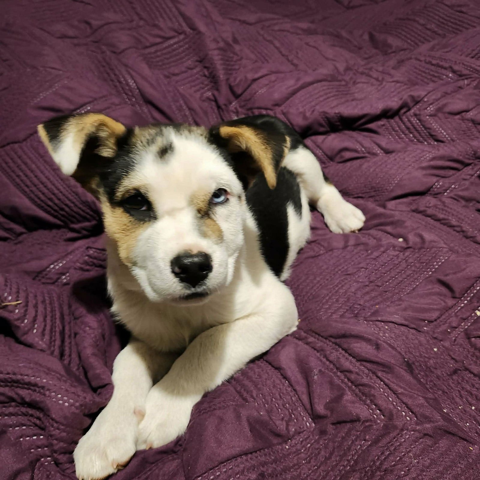 AMBER (NY-SARAH) - Jack Russell Terrier available for adoption