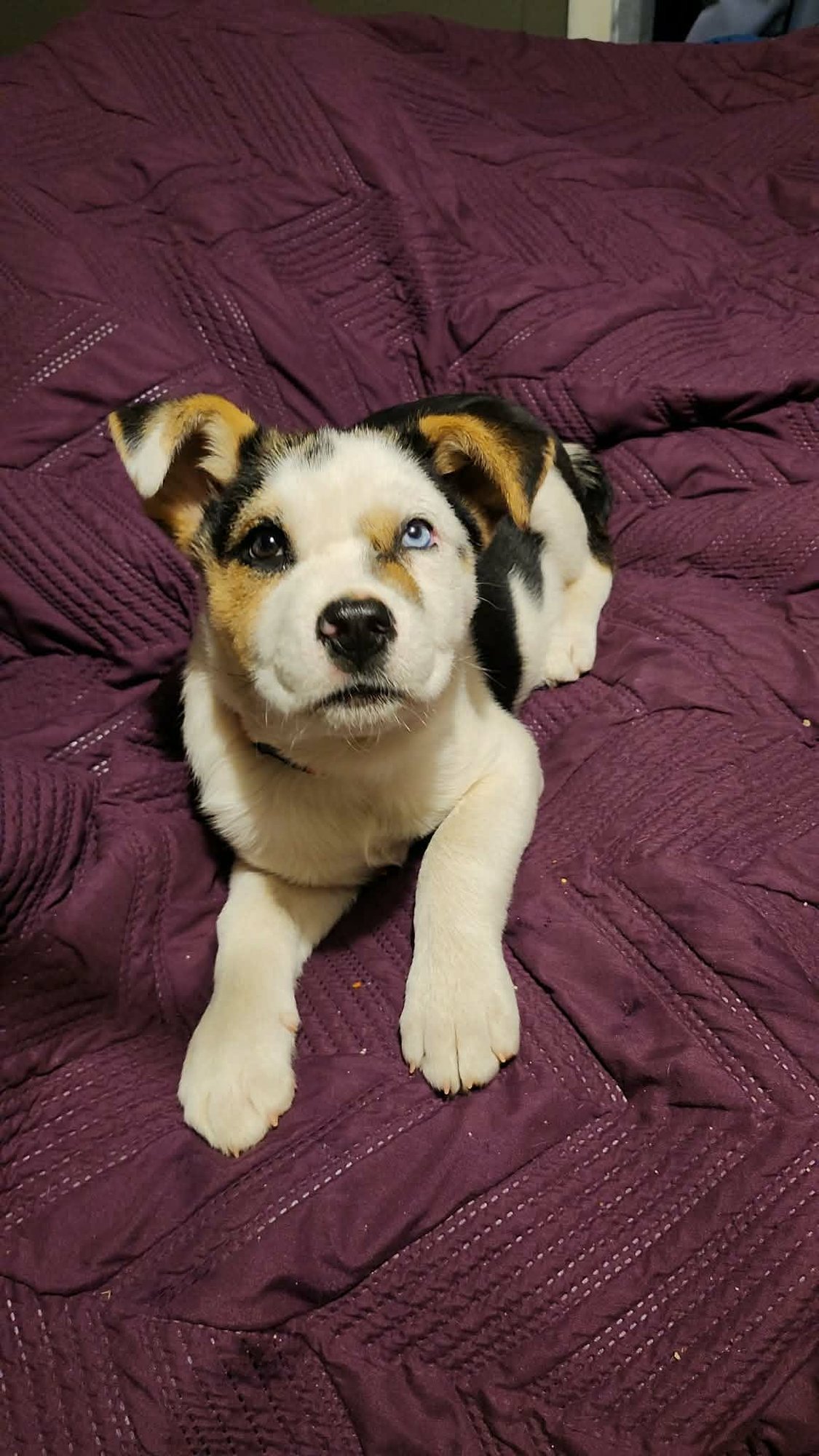 AMBER (NY-SARAH) - Jack Russell Terrier available for adoption