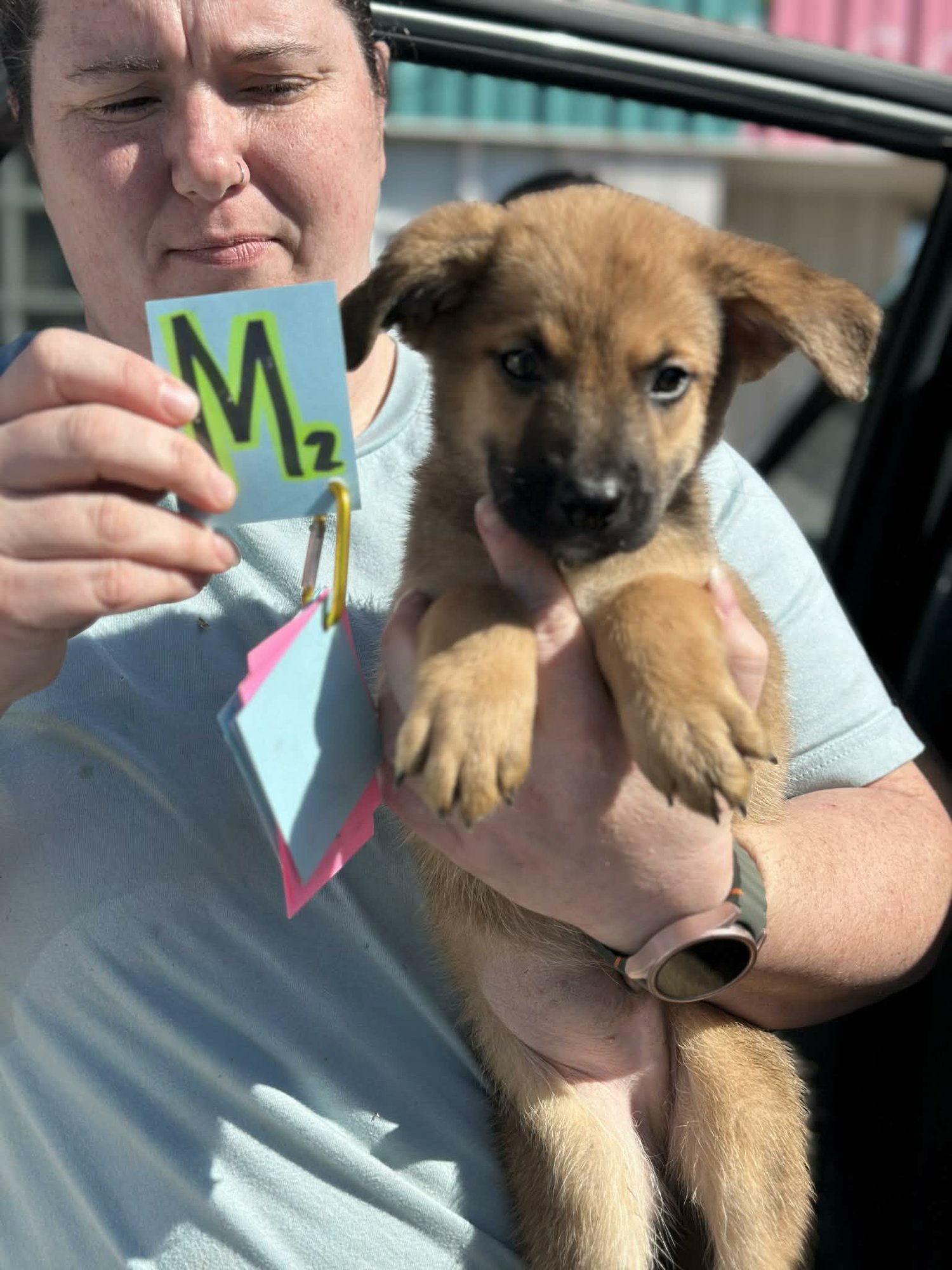 FIDO (NY-SARAH) *DELANSON NY* - German Shepherd Dog / Boxer available for adoption