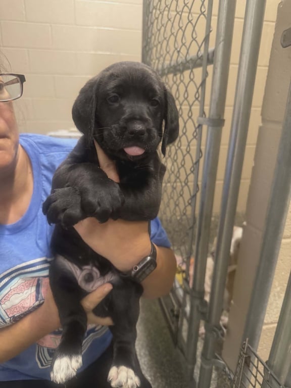 Trapper (NY-Lia) *Smyrna-NY* Image