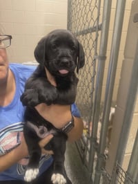 Trapper (NY-Lia) *Smyrna-NY* - Photo 1