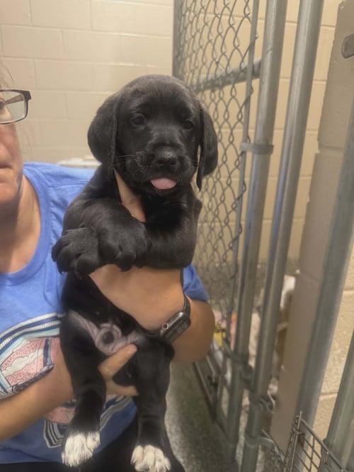 TRAPPER (NY-LIA) *SMYRNA-NY* - Poodle (Standard) / Labrador Retriever available for adoption