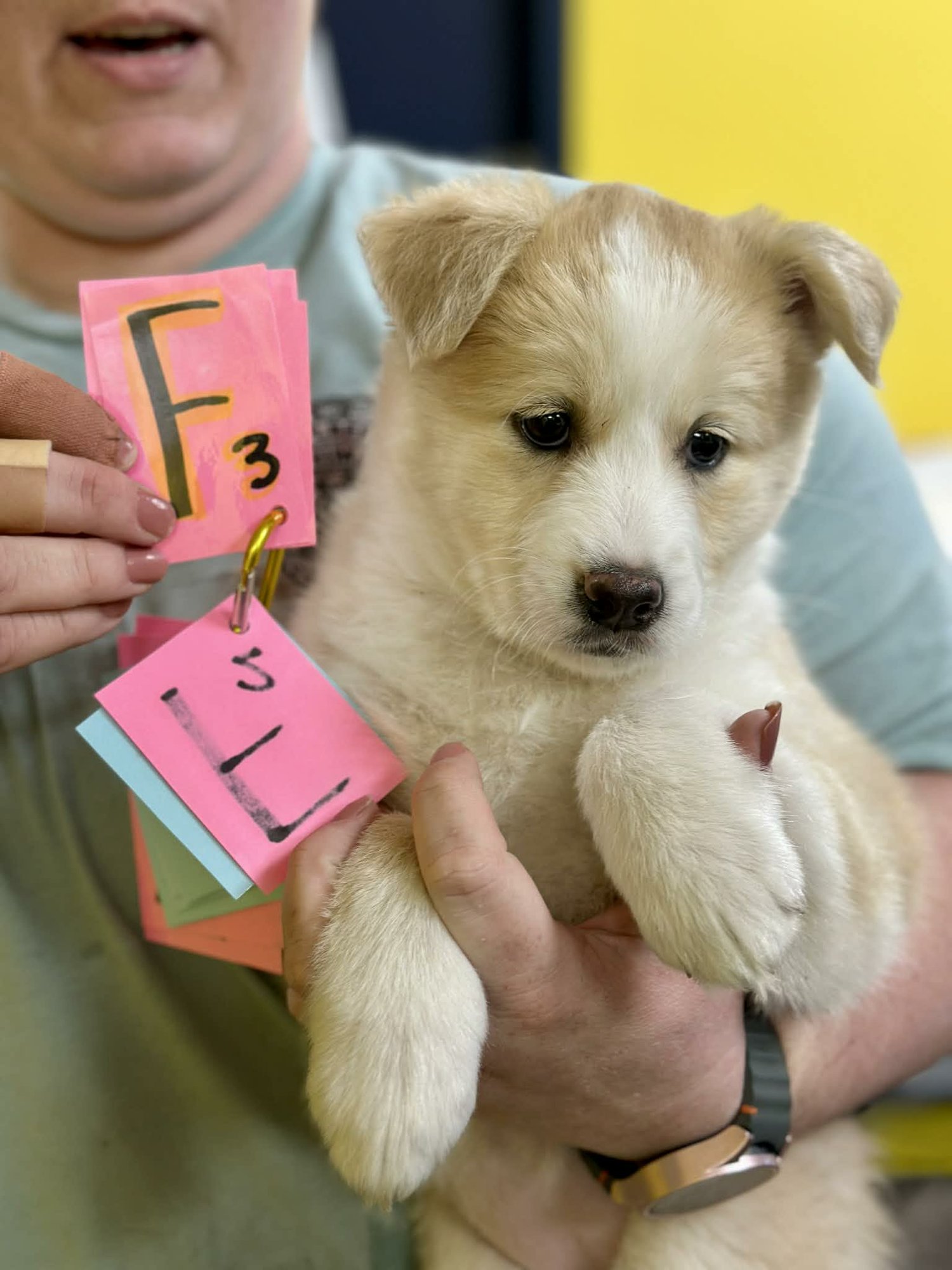 NOVA (NY-SHARI) - Golden Retriever / Labrador Retriever available for adoption