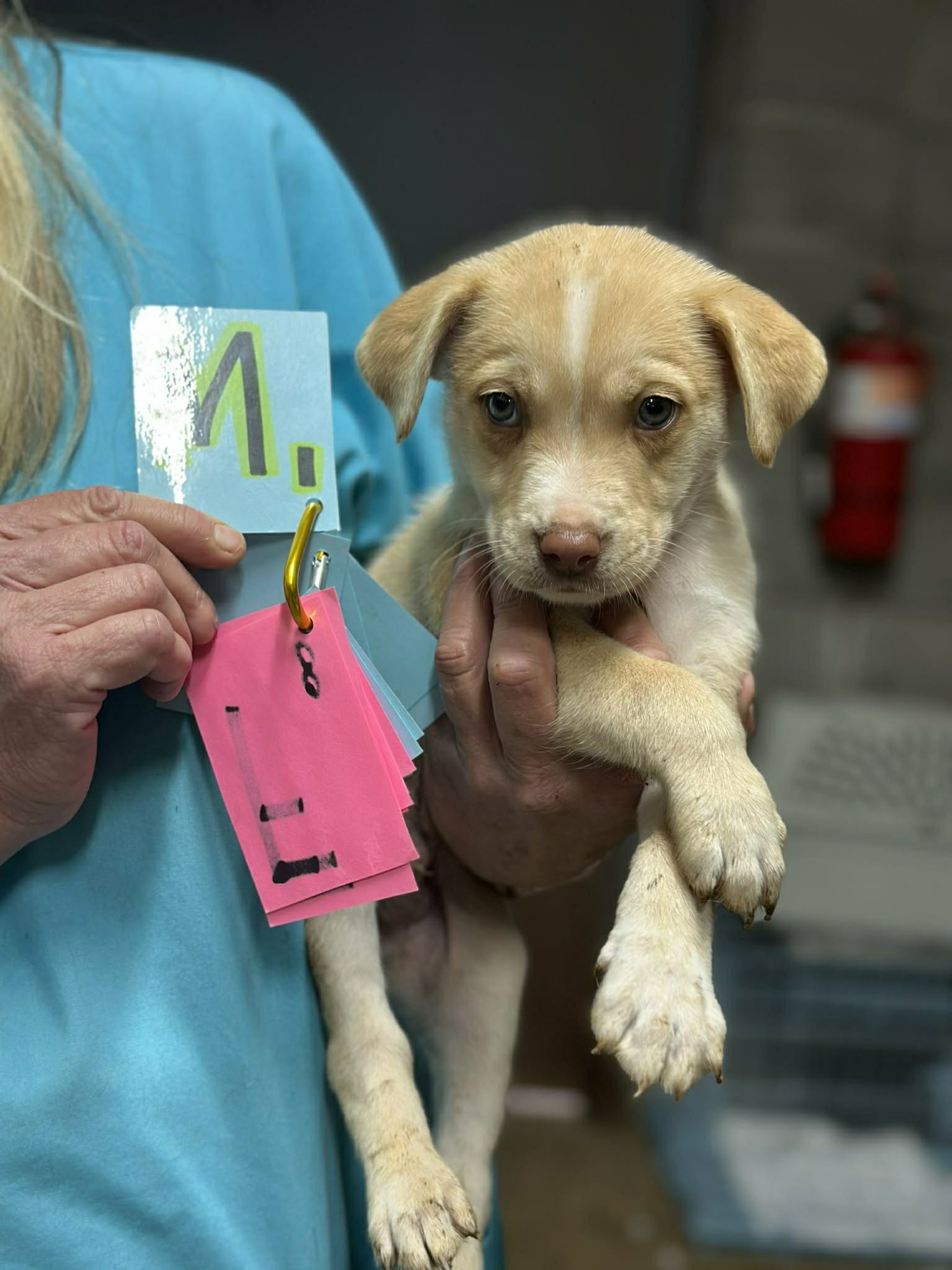 ACE (NY-LIA) - Beagle available for adoption