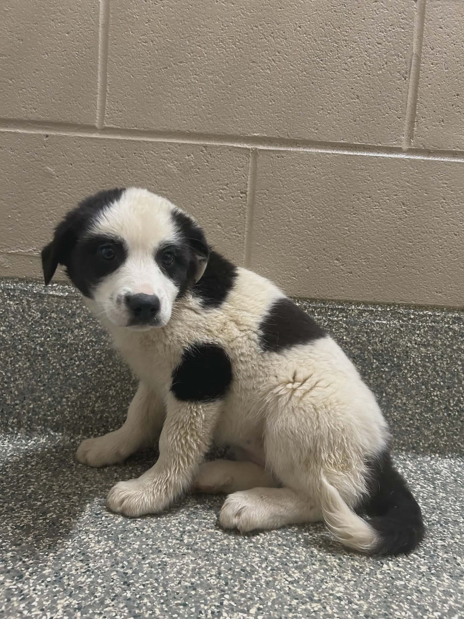 CLARABELL (NY-SARAH) - Australian Shepherd / Labrador Retriever available for adoption
