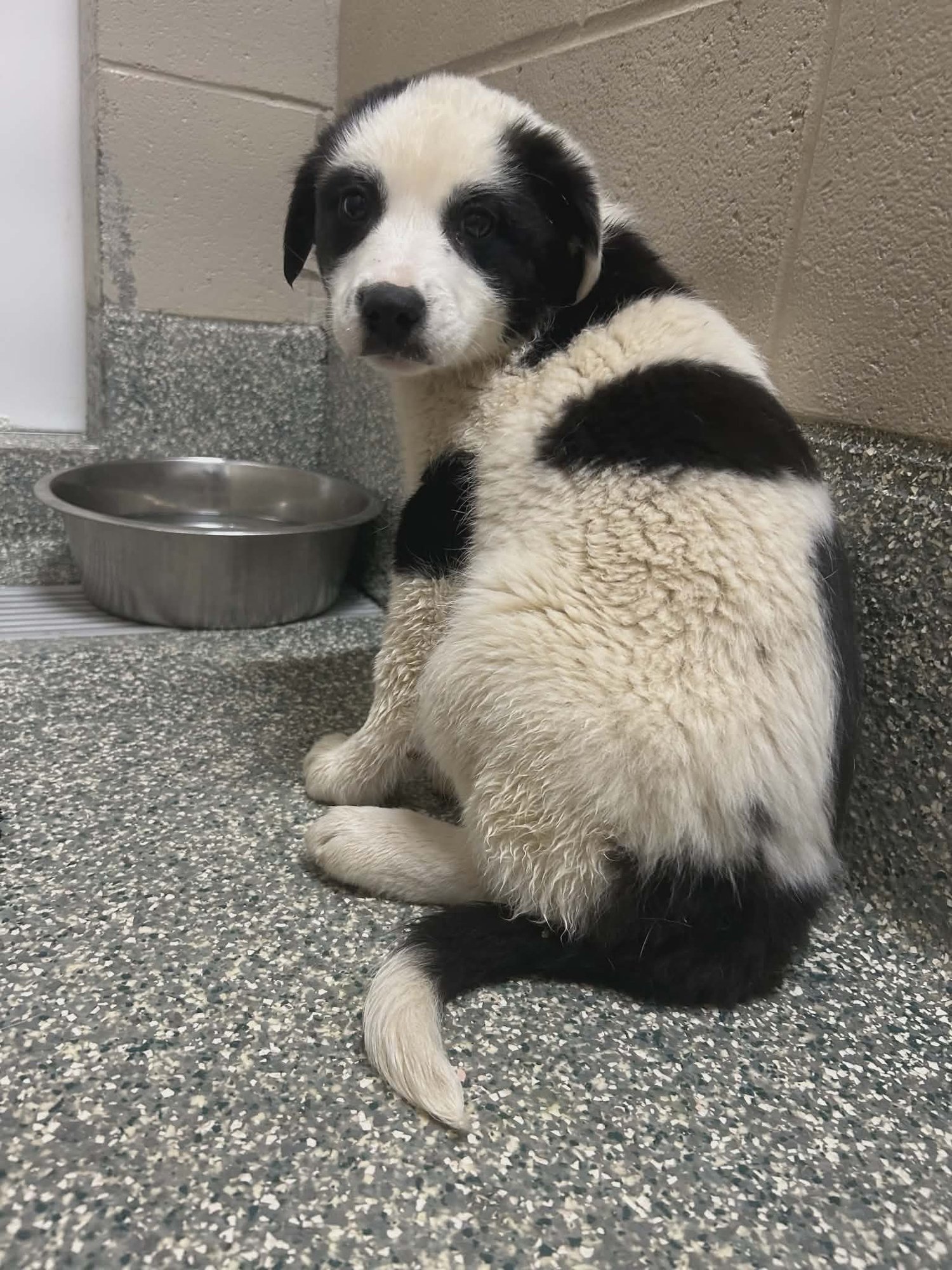 Clarabell (NY-Sarah) - Photo 3