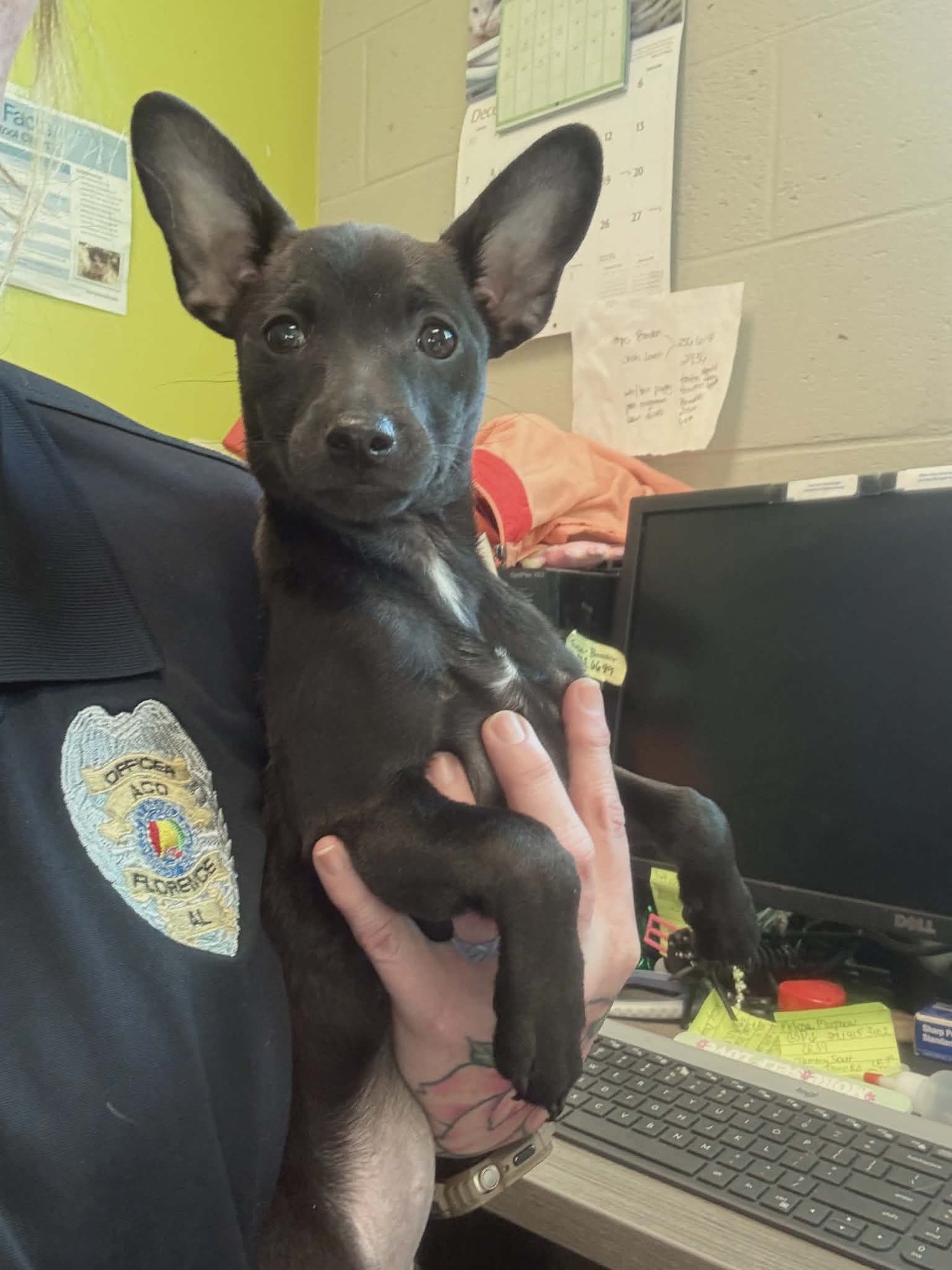 HANNA (NY-EMILY) - Jack Russell Terrier available for adoption