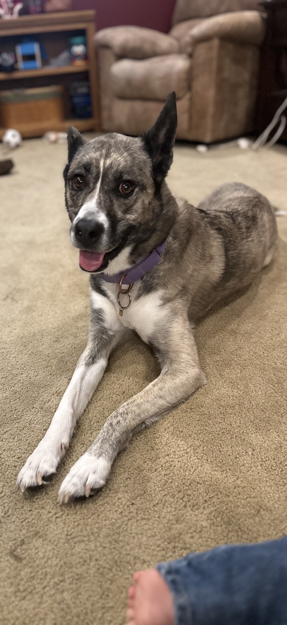 LUNA (STORMVILLE NY) *COURTESY POST* - Husky available for adoption