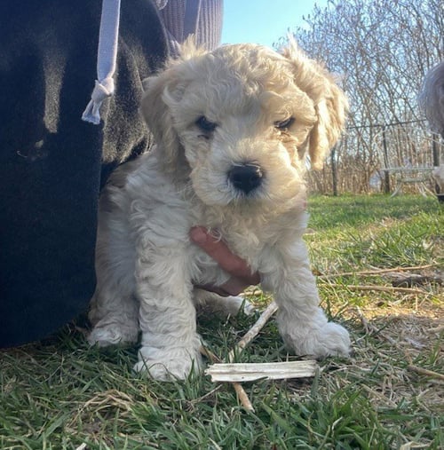 SIR STRAWBERRY *COURTESY POST* (AFTON NY)