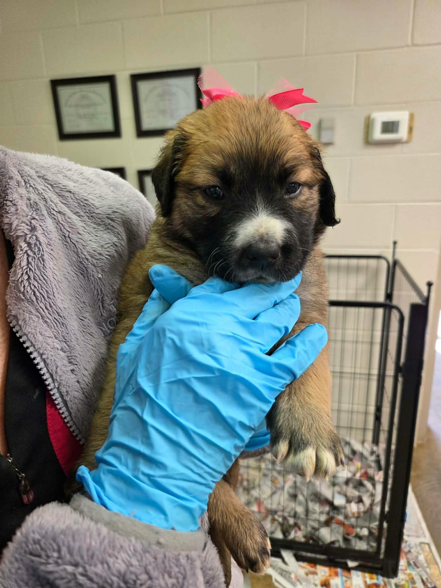 BELLA (NY-LIA) - German Shepherd Dog / Golden Retriever available for adoption