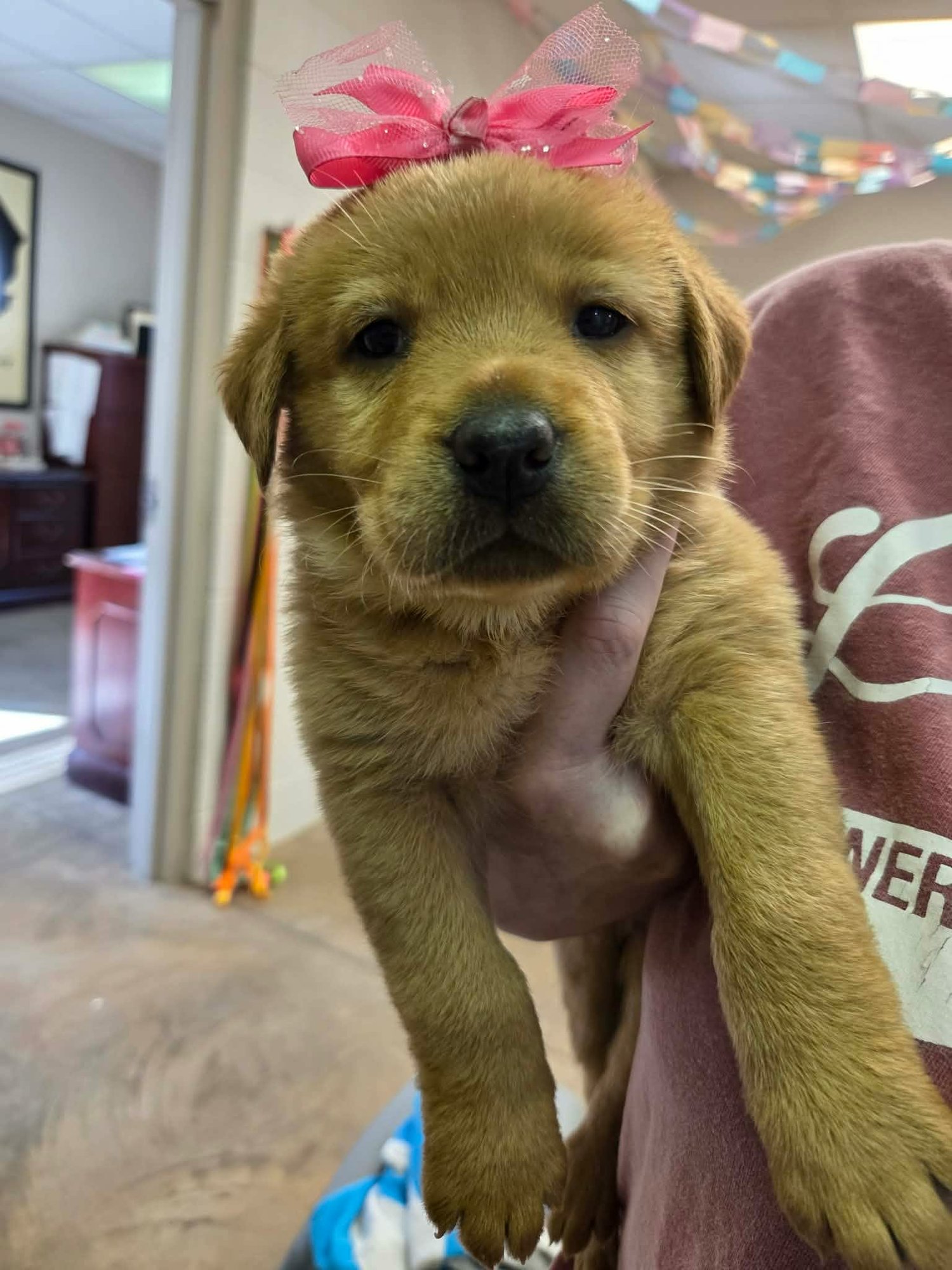 EMBER (NY-LIA) - Golden Retriever available for adoption