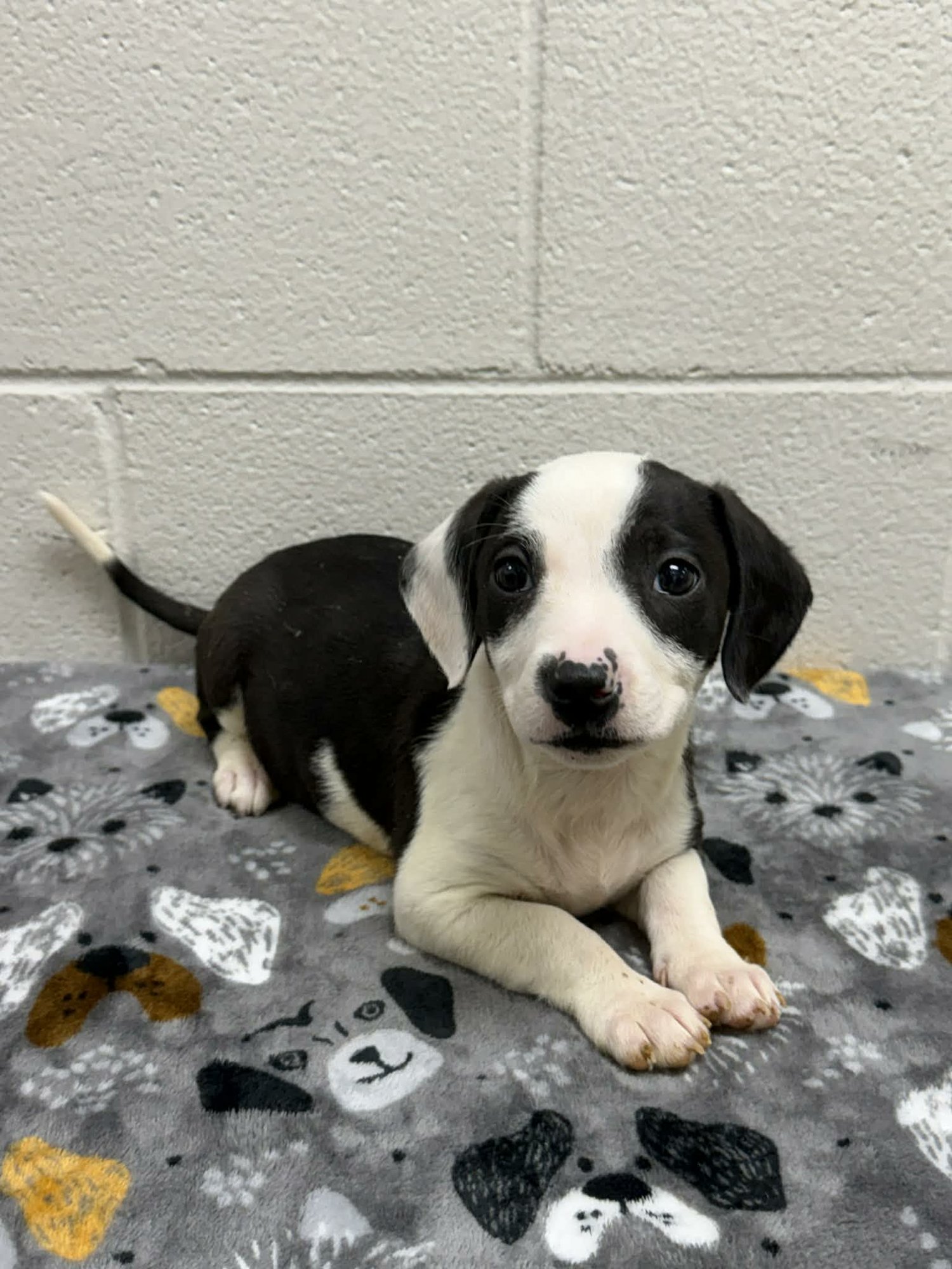 LANDON (NY-SARAH) - Collie / Labrador Retriever available for adoption
