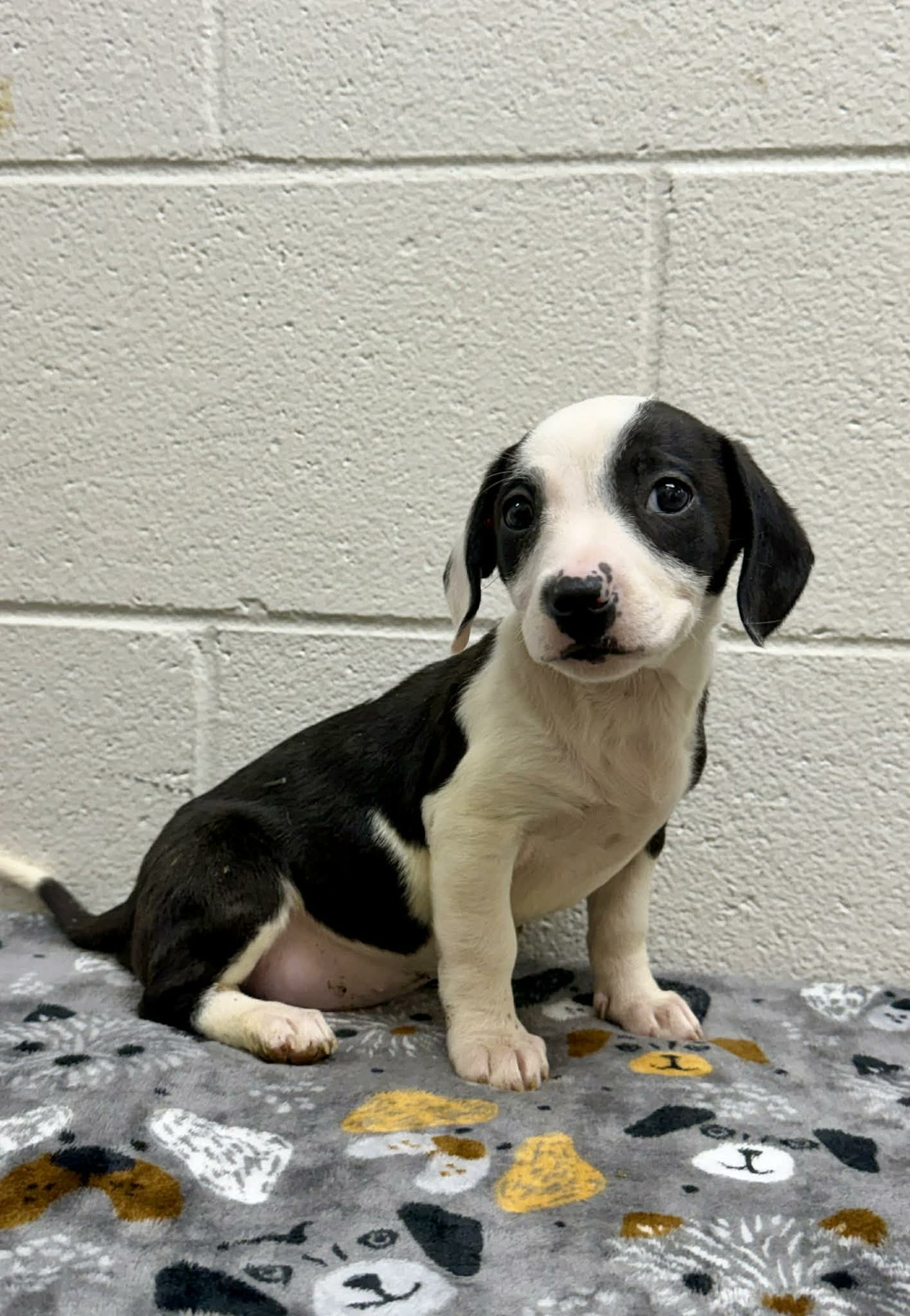 LANDON (NY-SARAH) - Collie / Labrador Retriever available for adoption