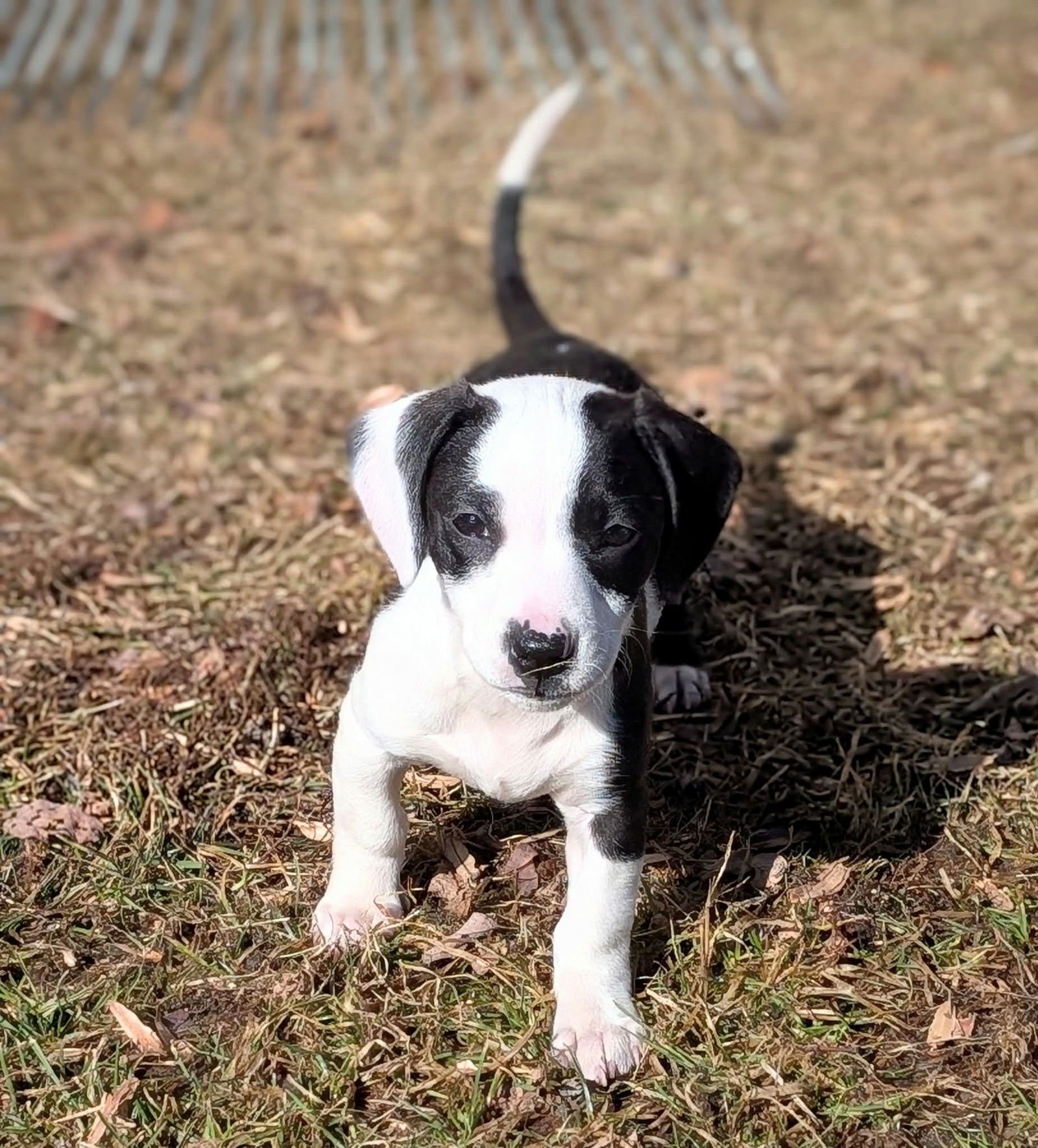 LACEY (NY-SARAH) *DELANSON NY* - Dachshund available for adoption