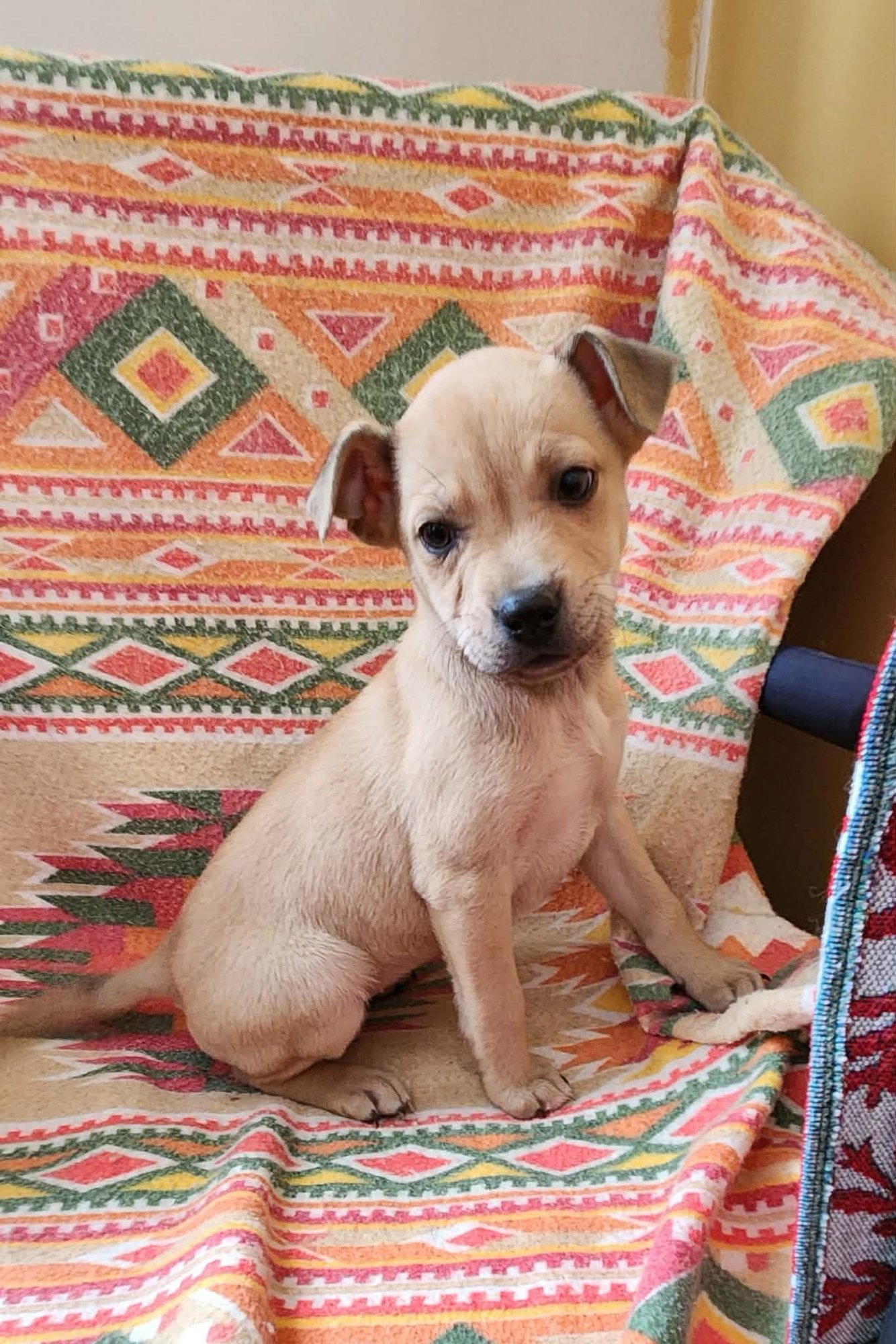 FAIRY (NY-SHARI) - Labrador Retriever available for adoption