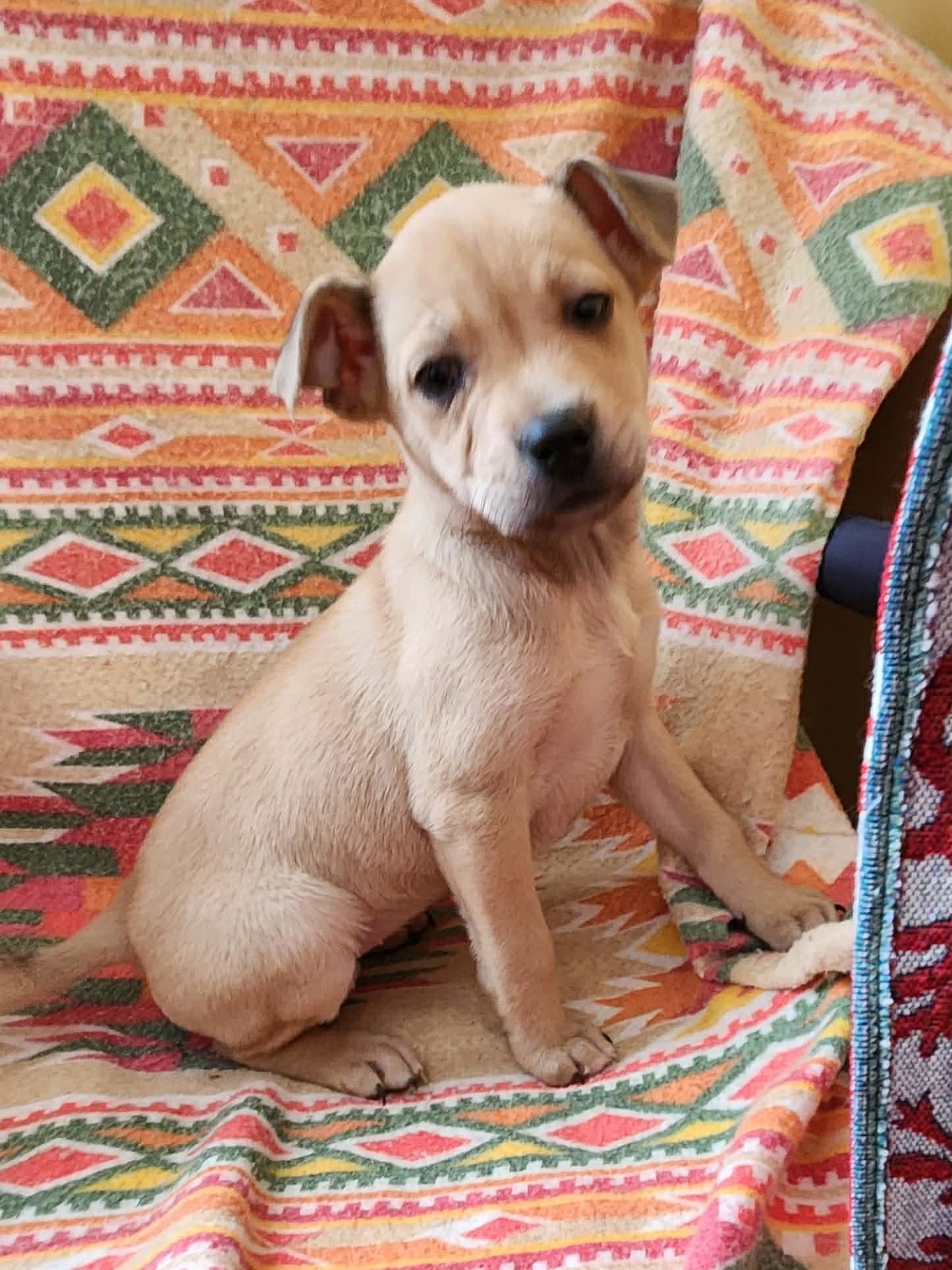 FAIRY (NY-SHARI) - Labrador Retriever available for adoption