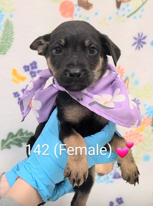 RAINE (NY-LIA) *YORKVILLE-NY* - Labrador Retriever available for adoption