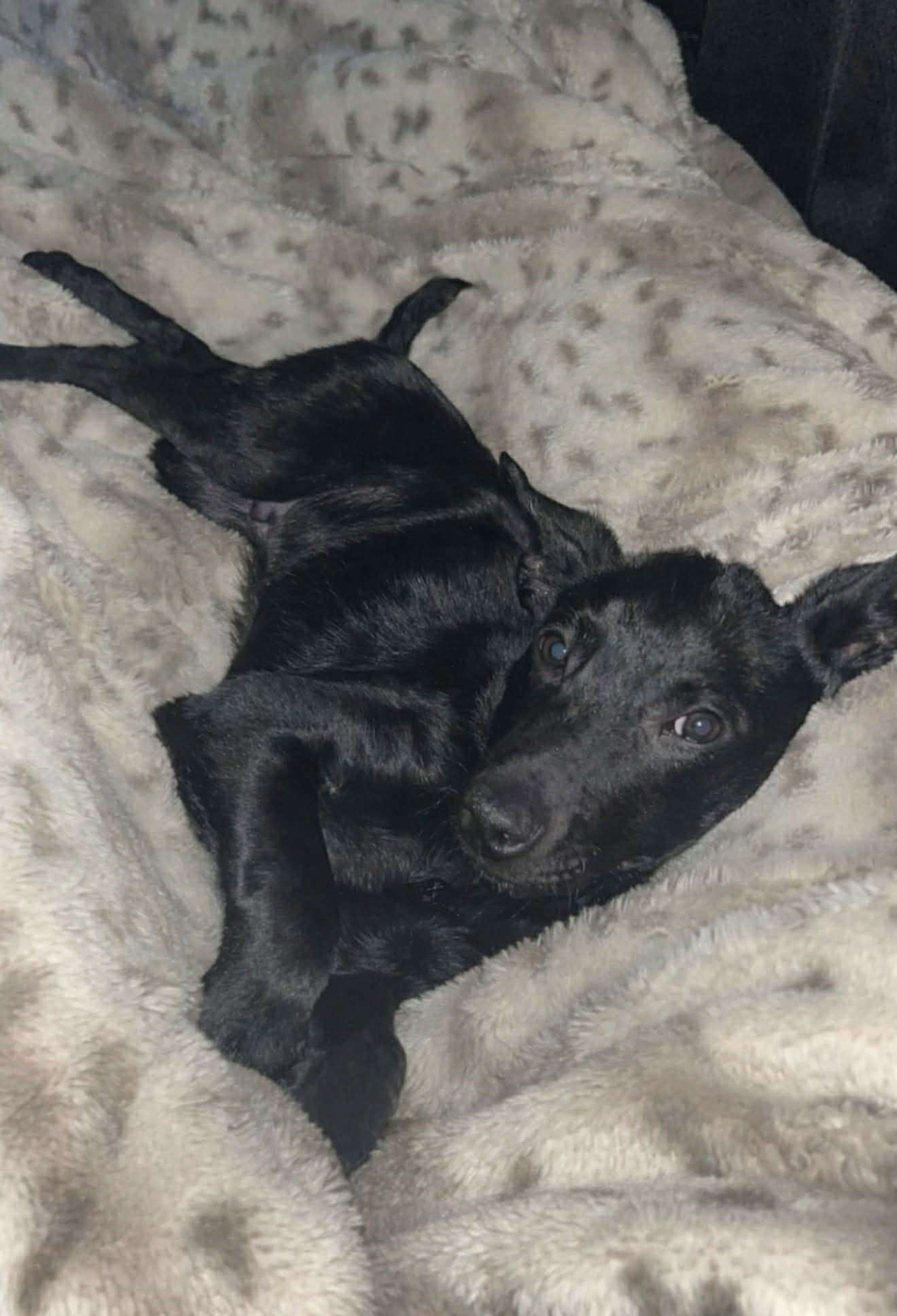 DENVER (LIA-NY) *BROOKFIELD NY* - Collie / Australian Cattle Dog/Blue Heeler available for adoption