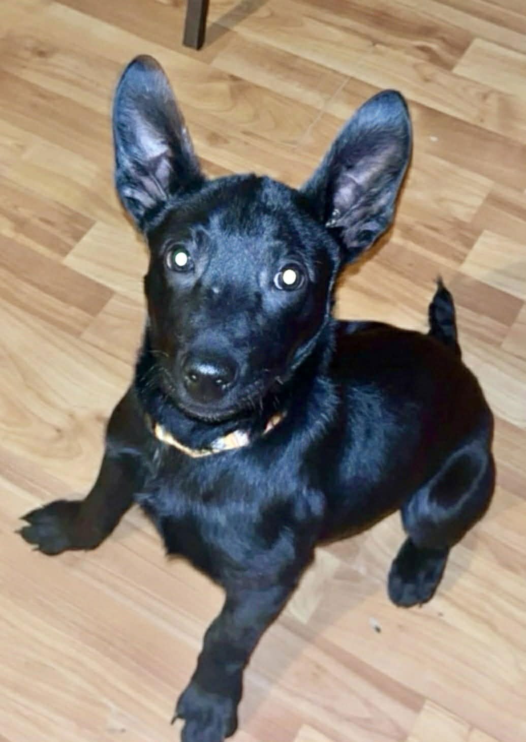 Denver (Lia-NY) *Brookfield NY* - Photo 3