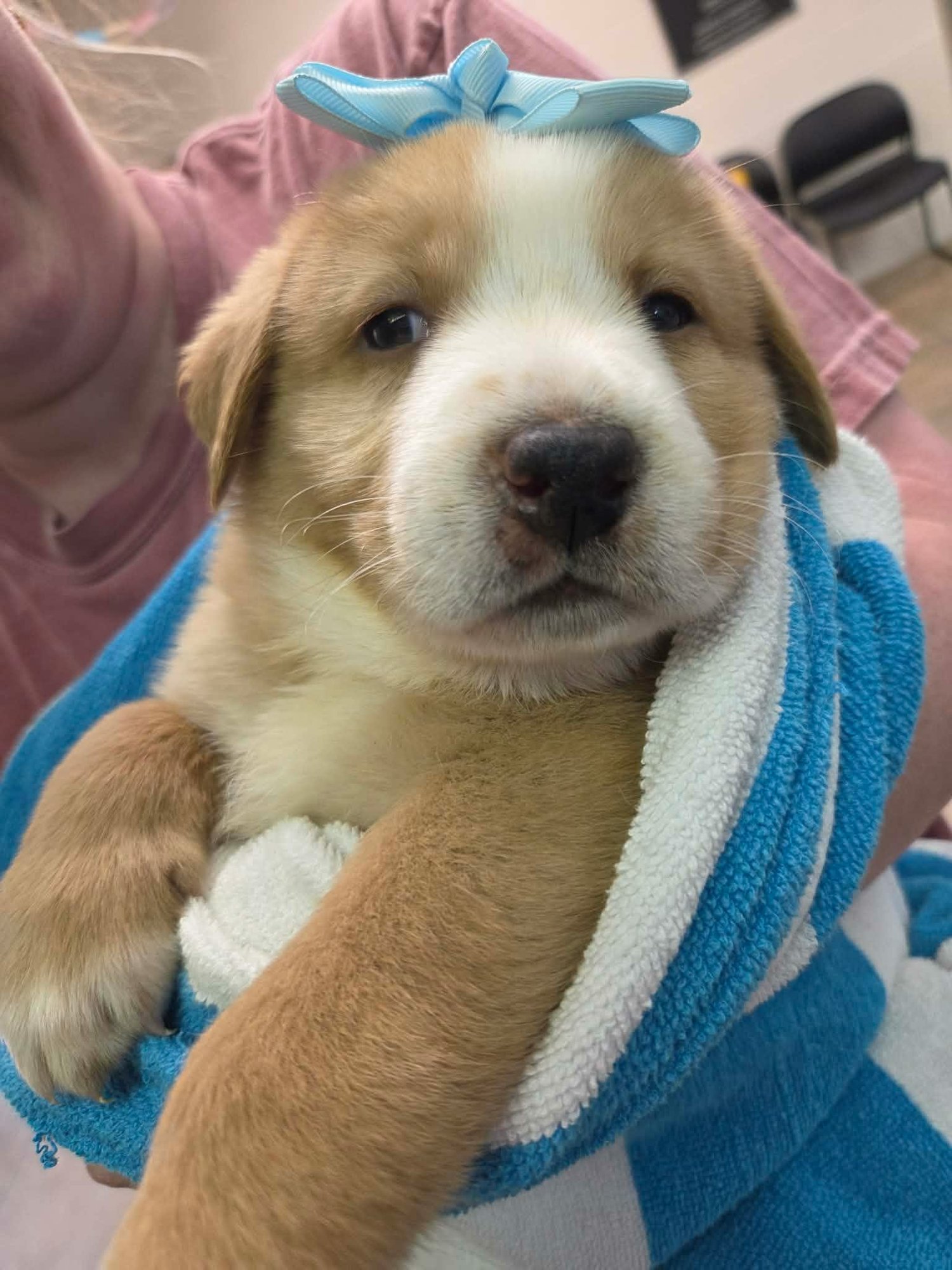 ARLO (NY-LIA) - Labrador Retriever available for adoption