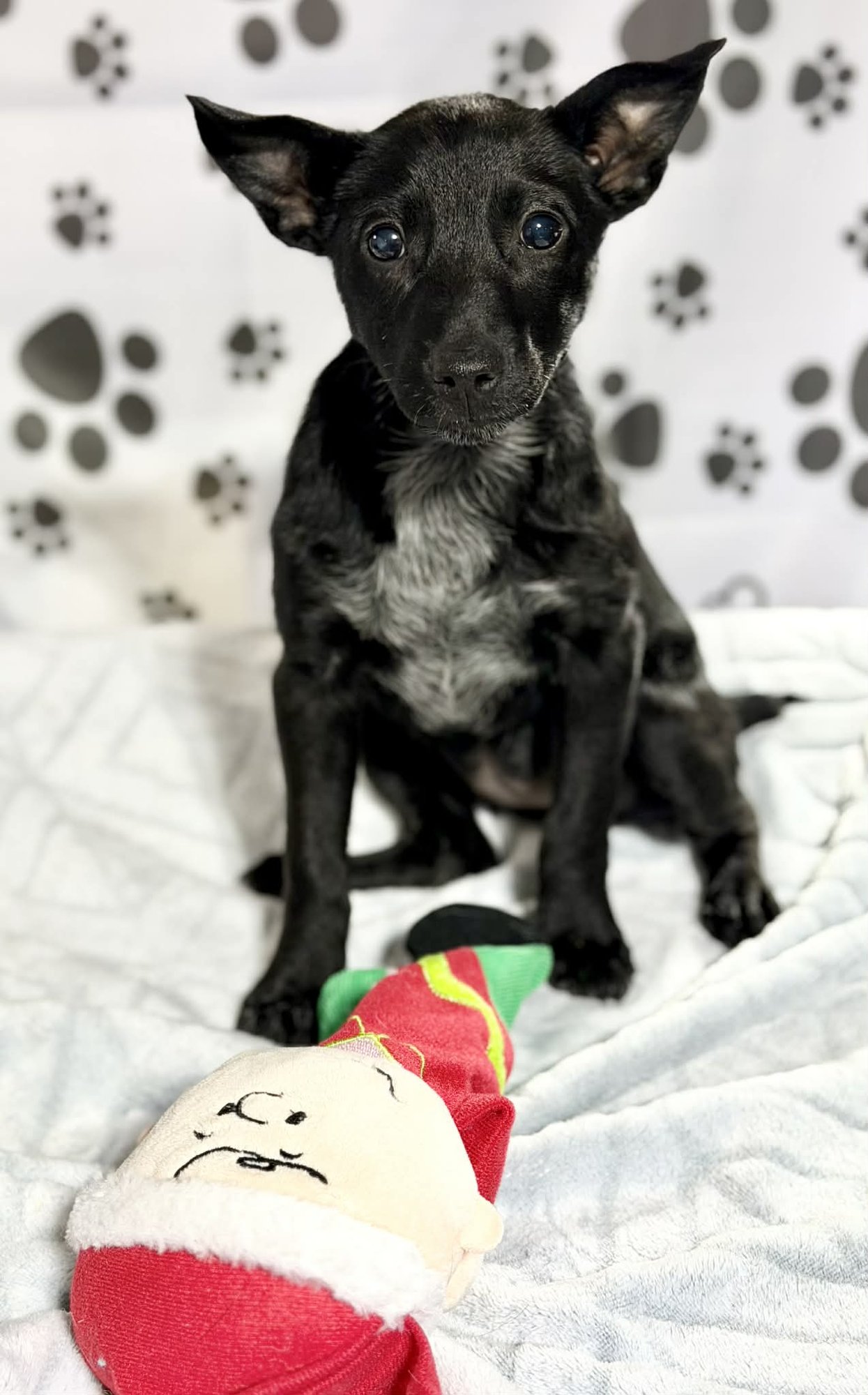 DOLLY (NY-LIA) - Australian Cattle Dog/Blue Heeler / Collie available for adoption