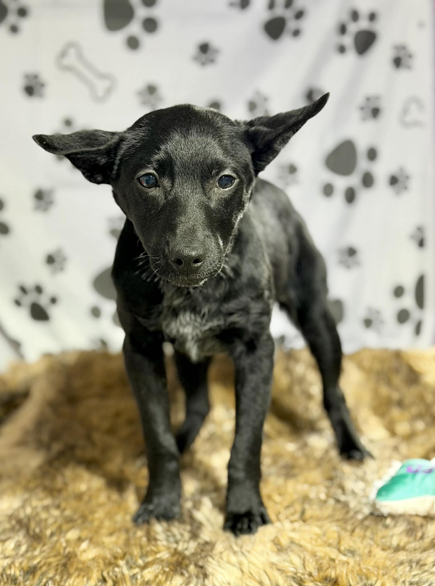 DOLLY (NY-LIA) - Australian Cattle Dog/Blue Heeler / Collie available for adoption